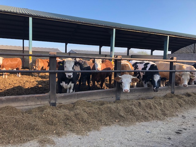 Cattle at Six Hills